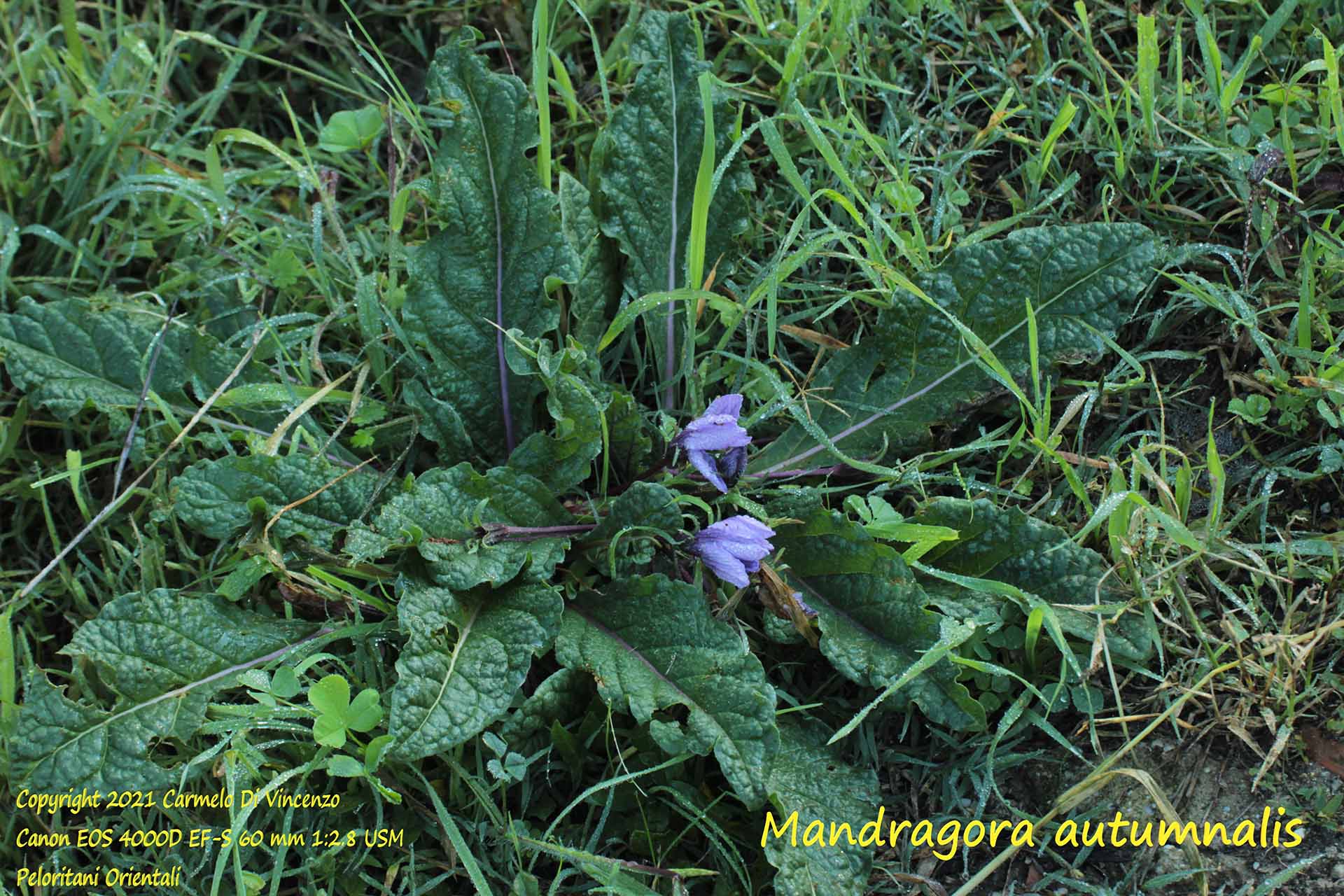 Mandragora autumnalis pianta