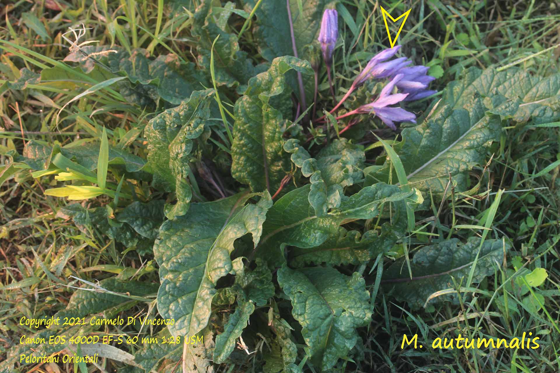 Mandragora autumnalis