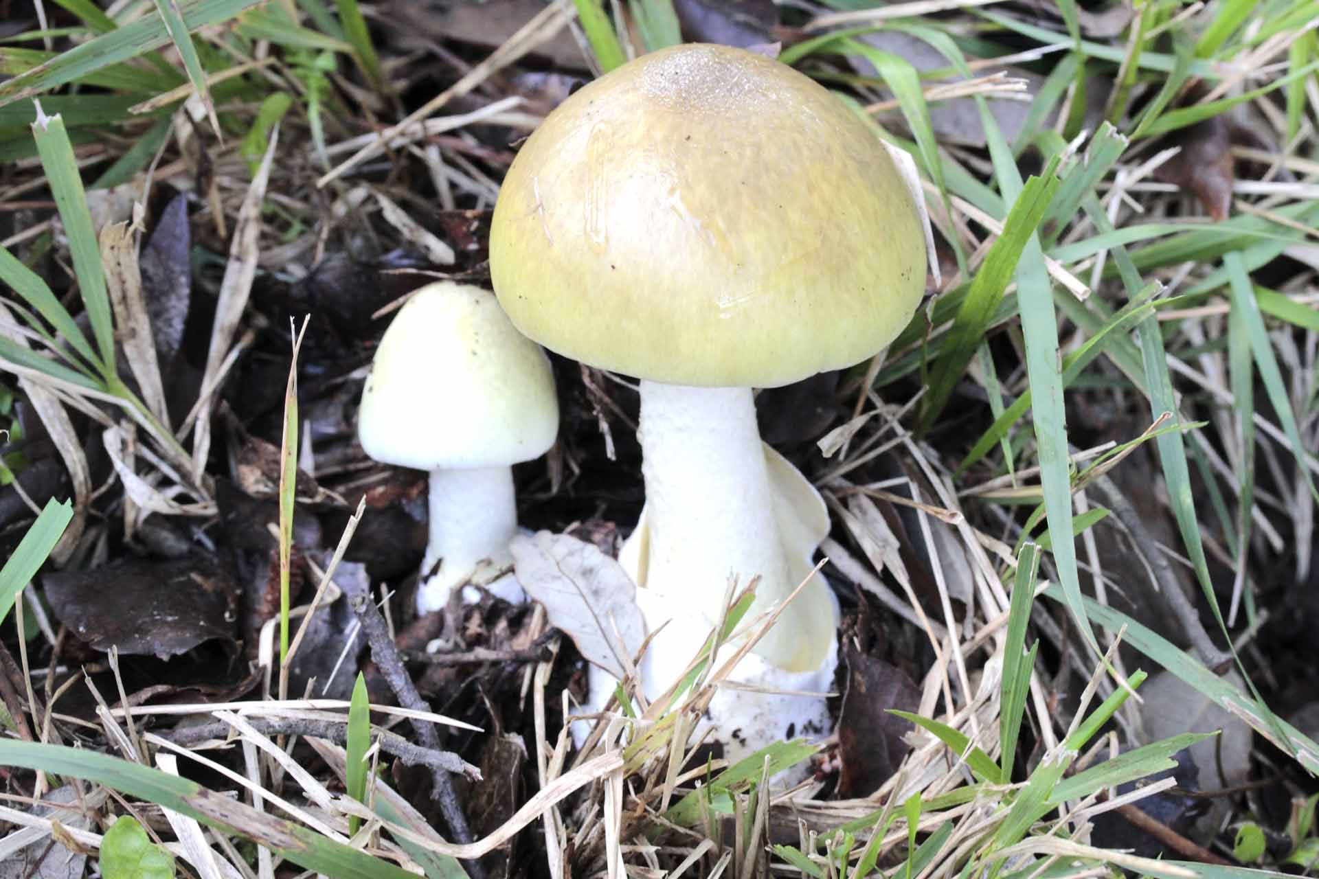 Amanita phalloides (Vaill. Ex Fr.) Link, 1833