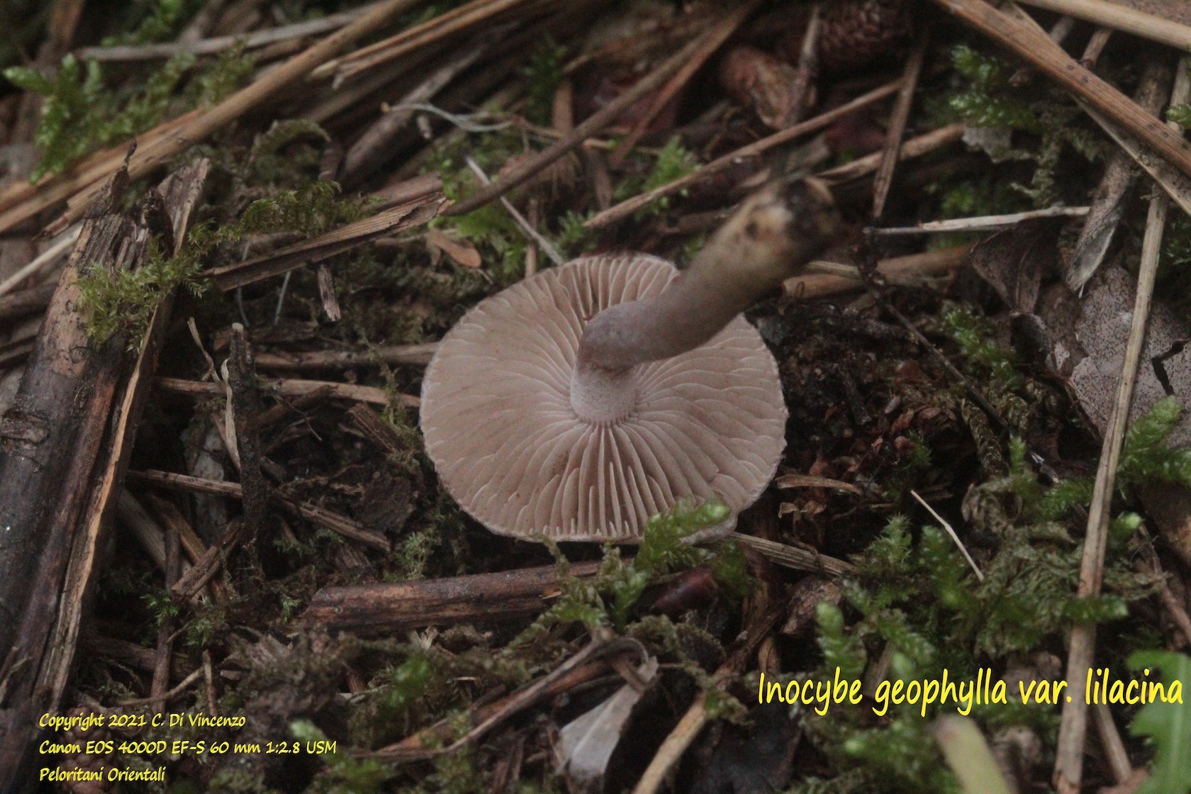 Inocybe geophylla var. lilacina