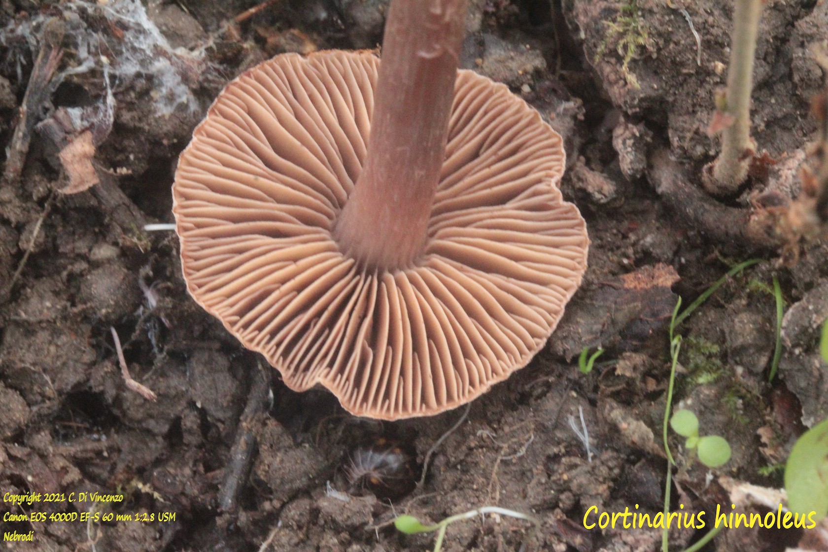 Cortinarius hinnuleus var. hinnuleus (Fr. 1838)