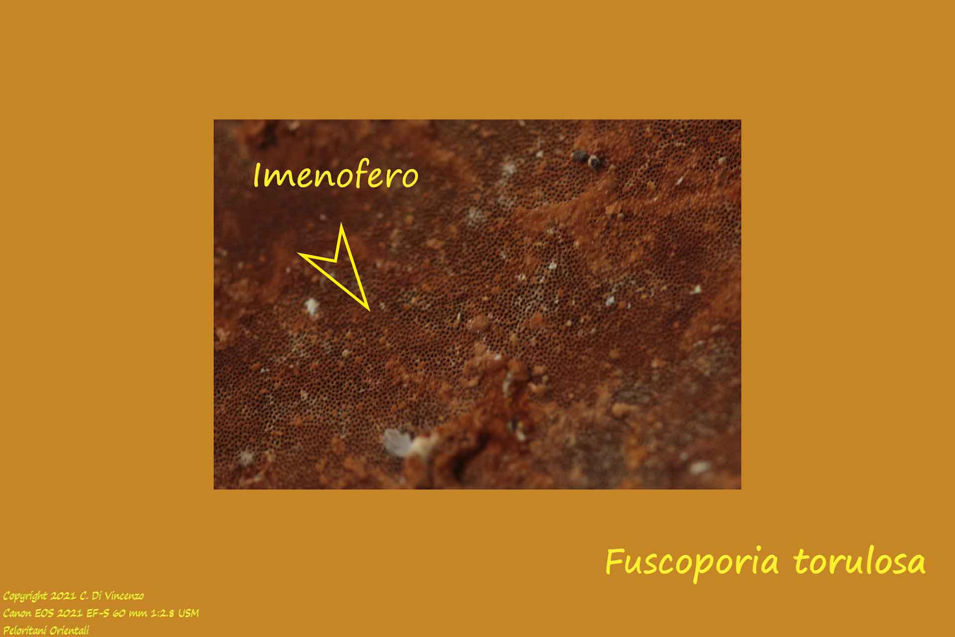 Fuscoporia torulosa imenofero