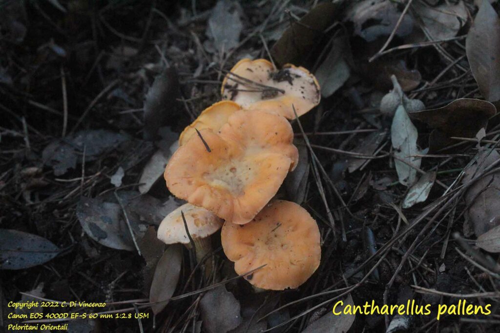 Cantharellus pallens 