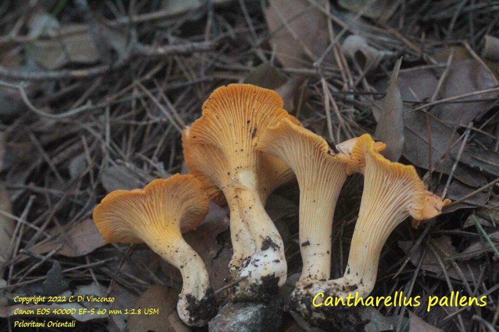 Cantharellus pallens 