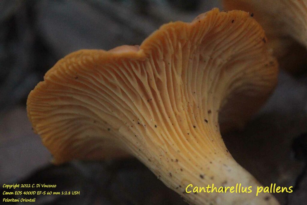 Cantharellus pallens 