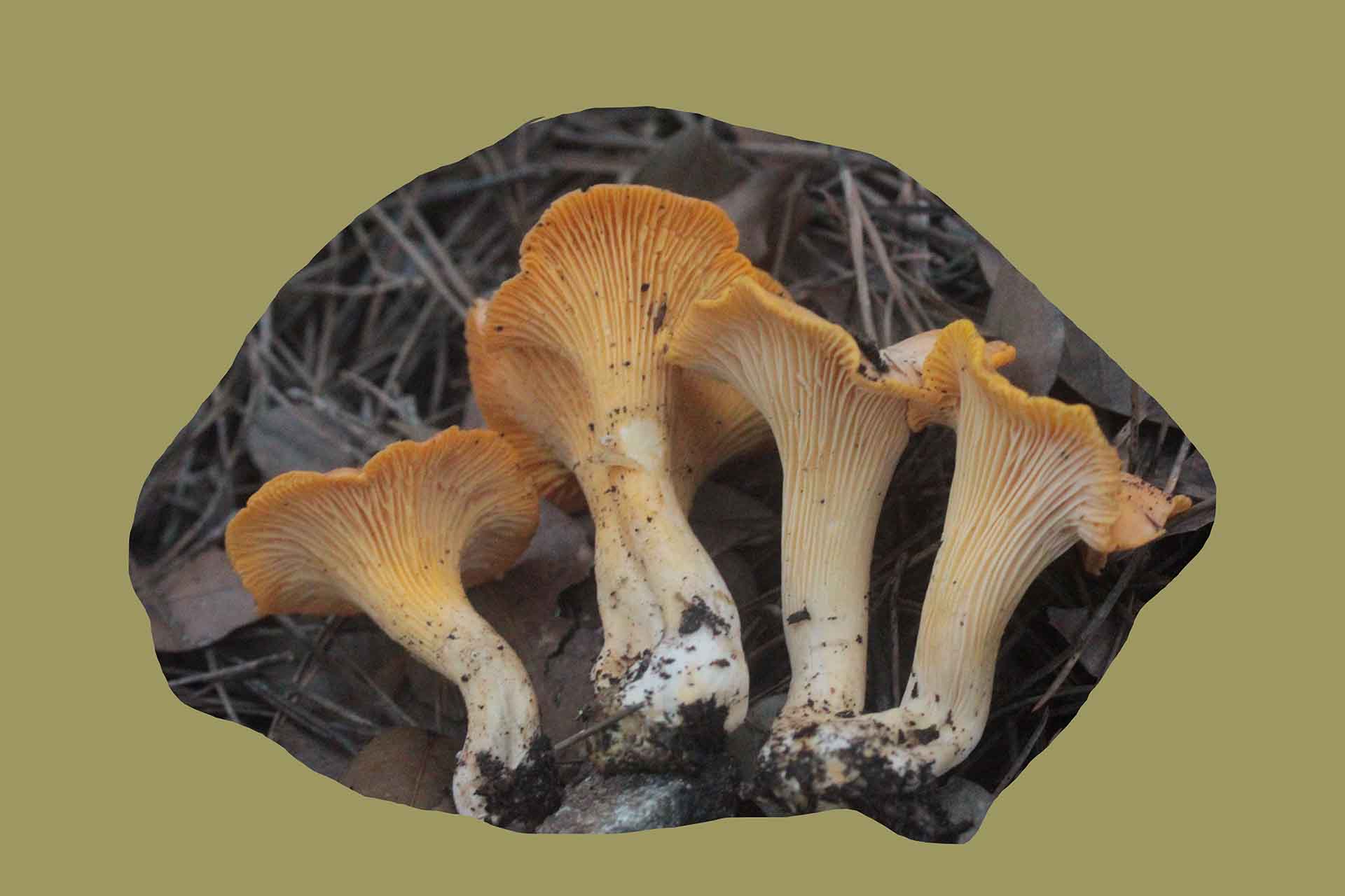 Cantharellus pallens