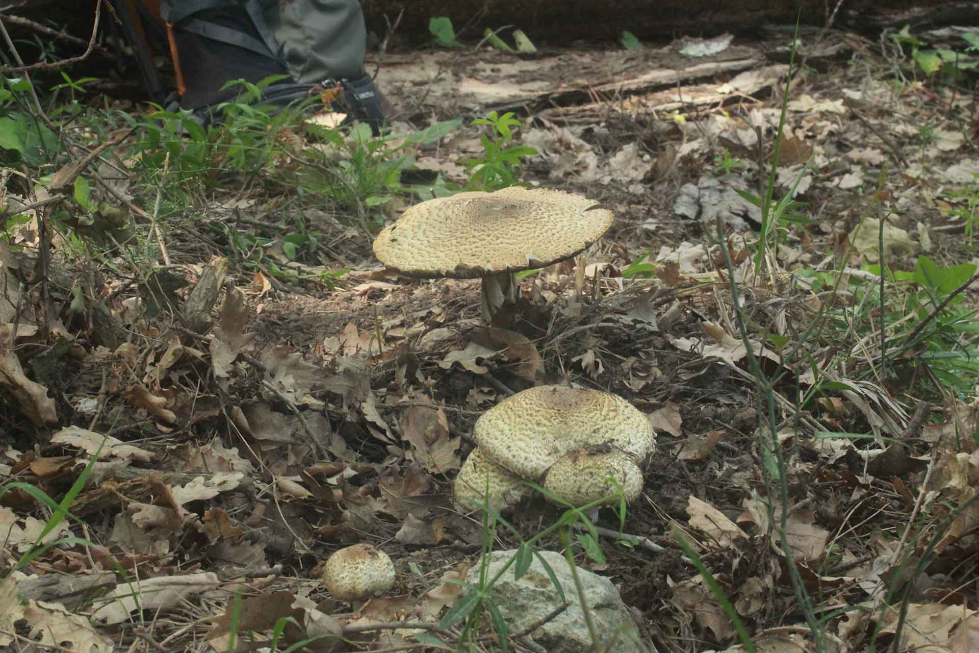 Agaricus augustus