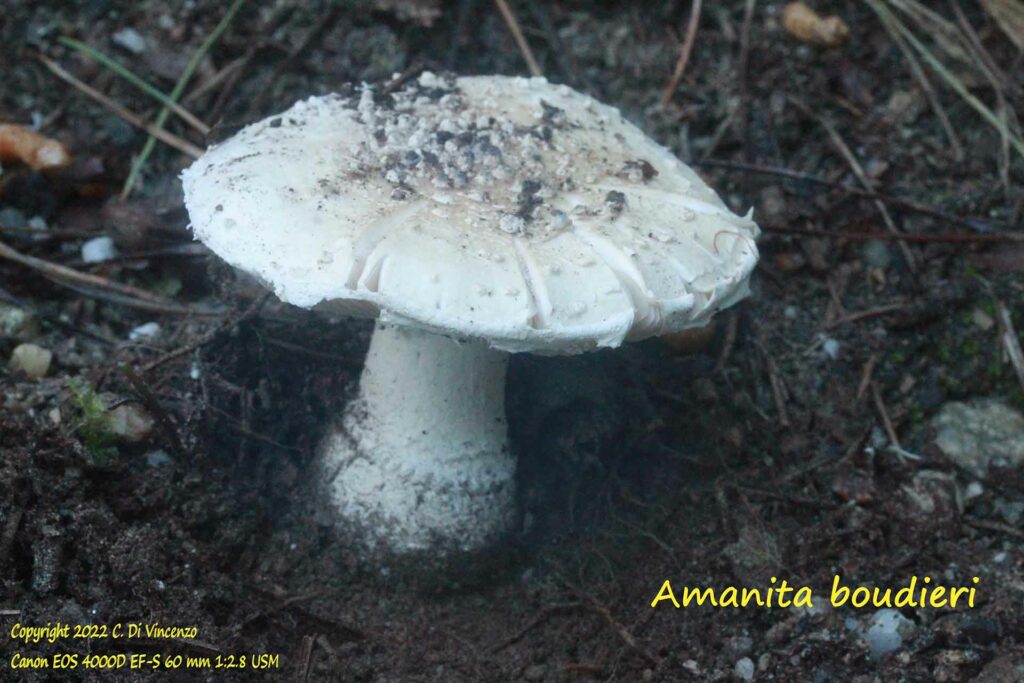 amanita bouodieri