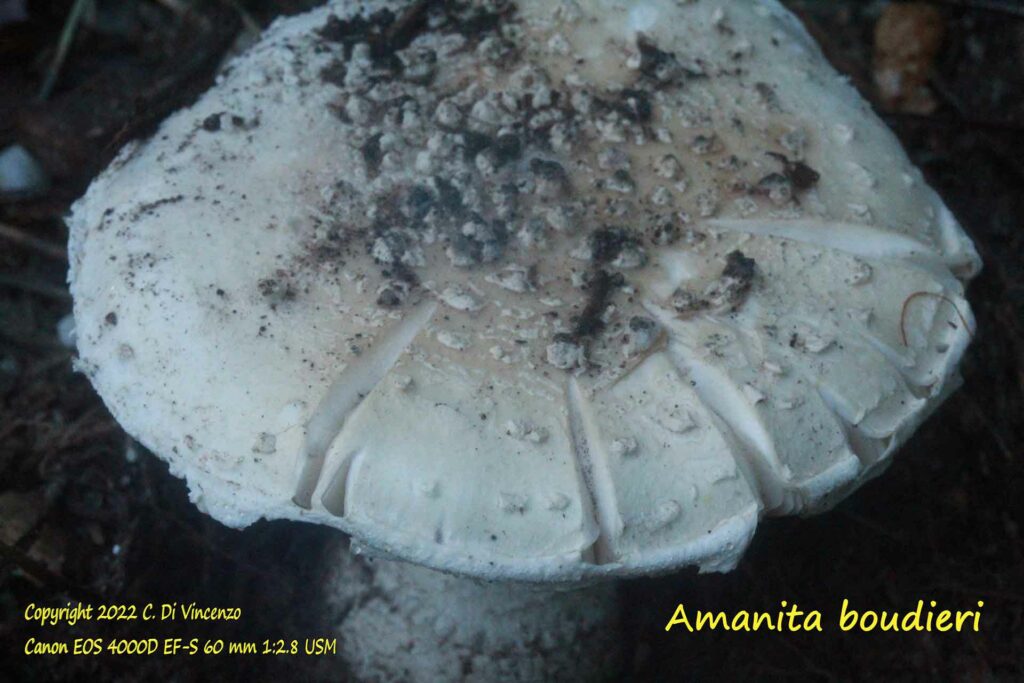 amanita bouodieri