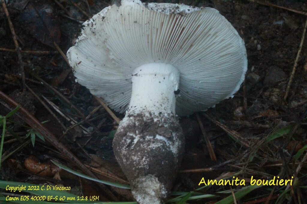 amanita bouodieri