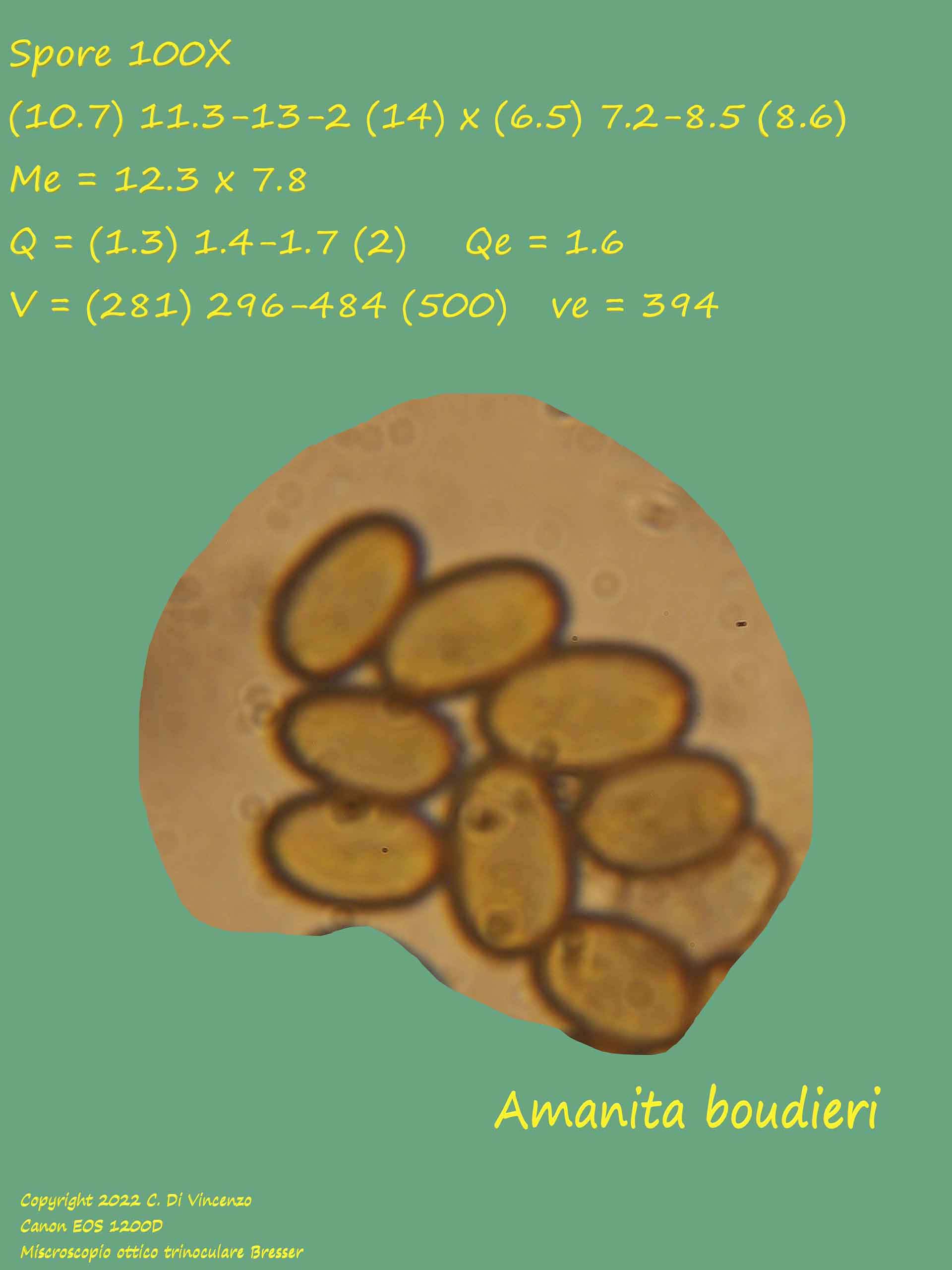 amanita bouodieri spore al microscopio