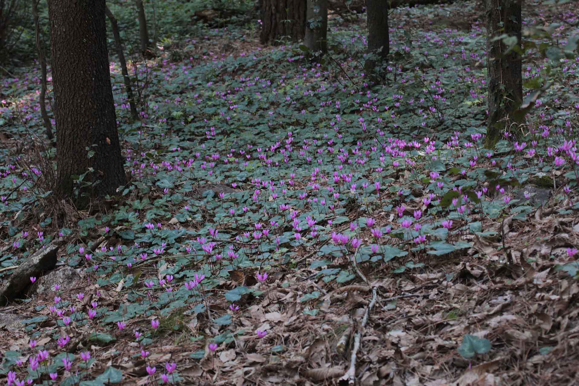 Cyclamen repandum