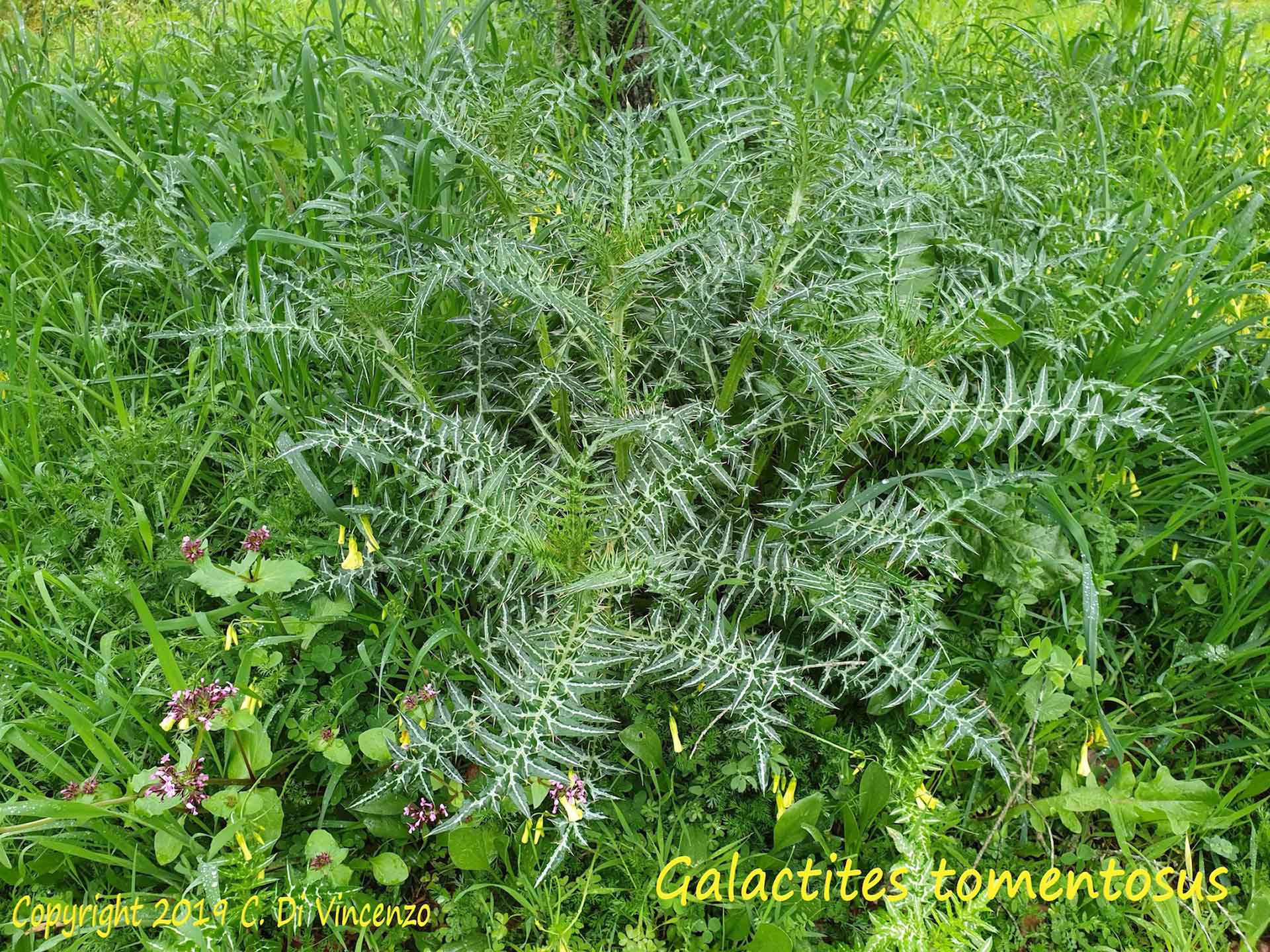 Galactites tomentosus