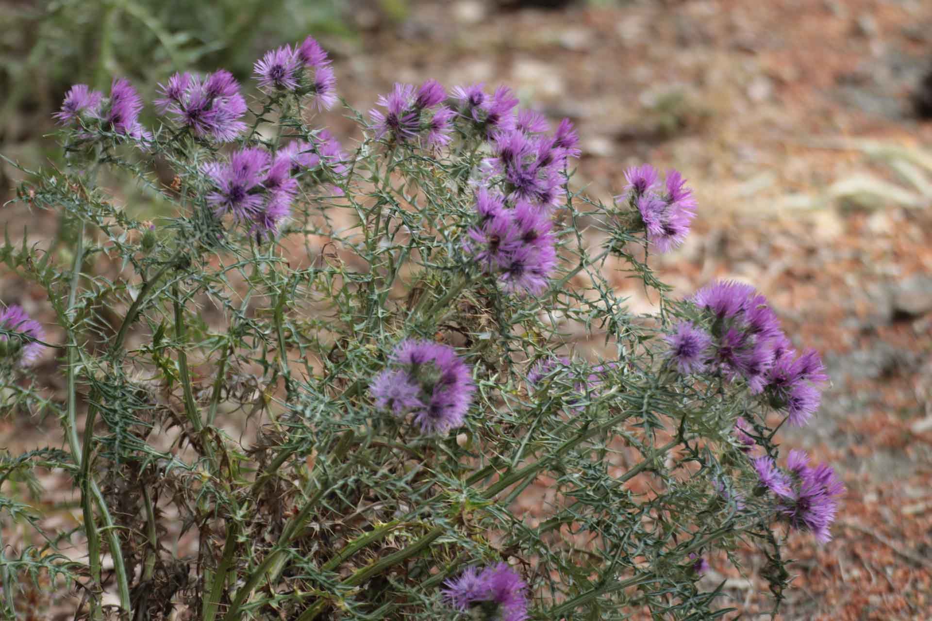 Galactites tomentosus