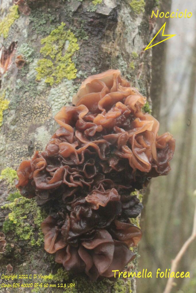 Tremella foliacea 