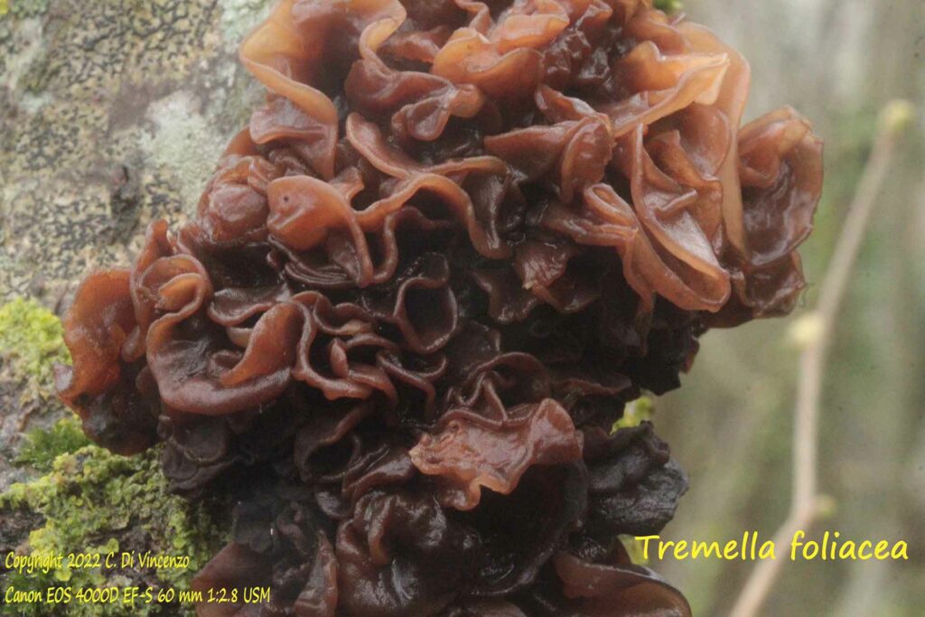 Tremella foliacea dettaglio