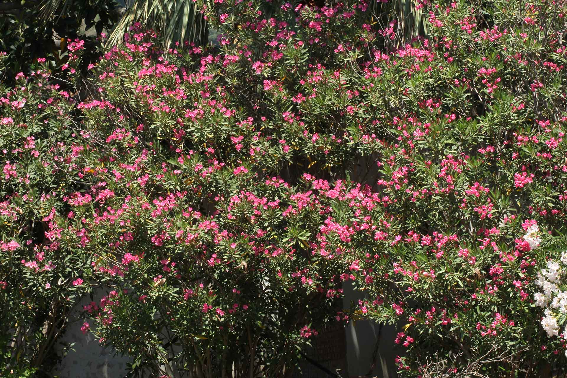 Nerium oleander (L.)