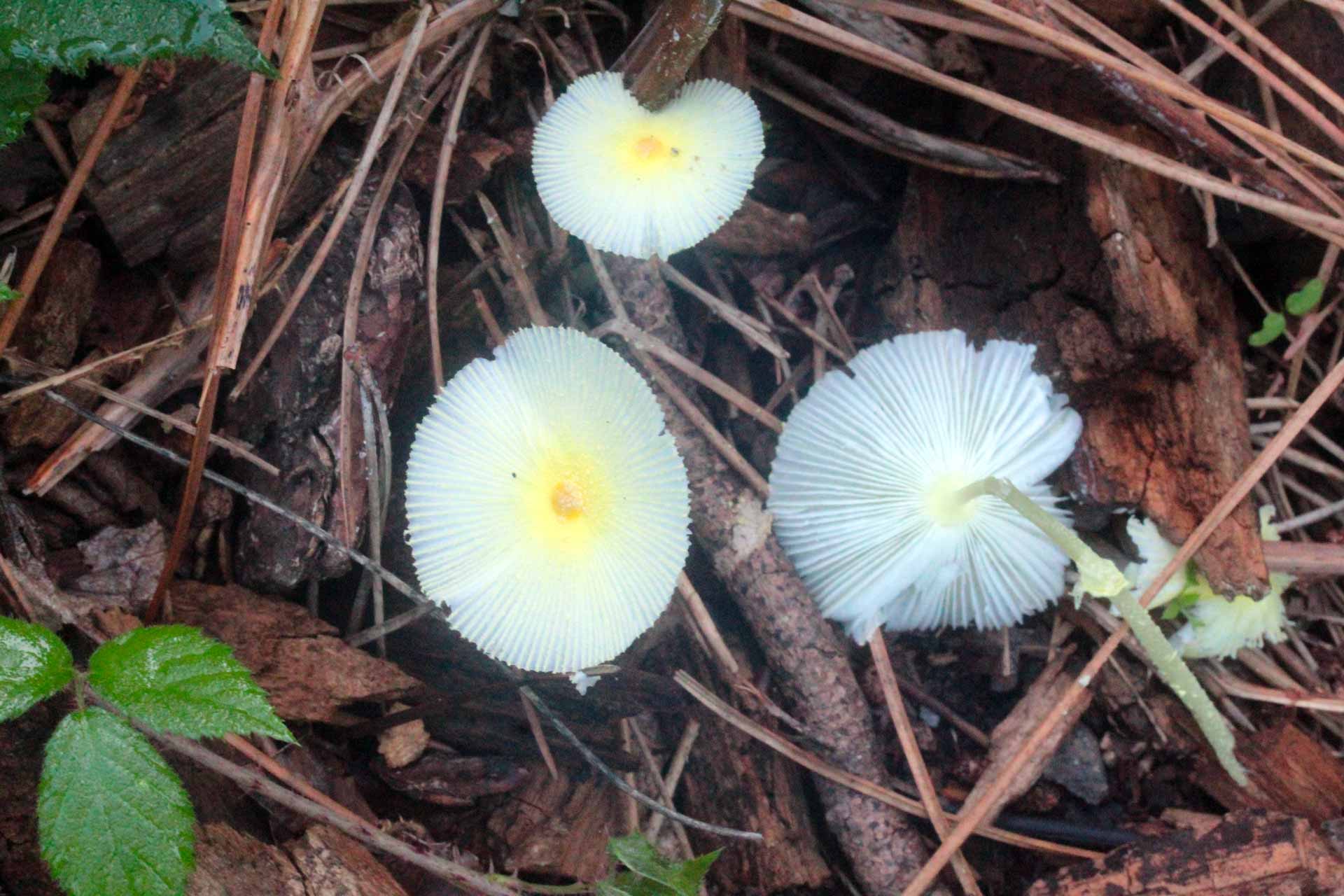 Leucocoprinus fragilissimus