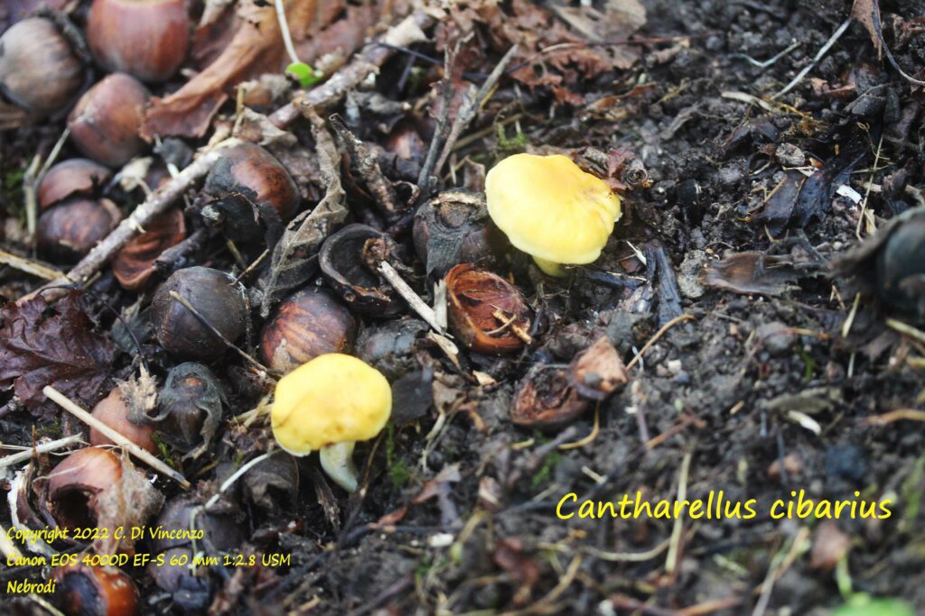 Cantharellus cibarius