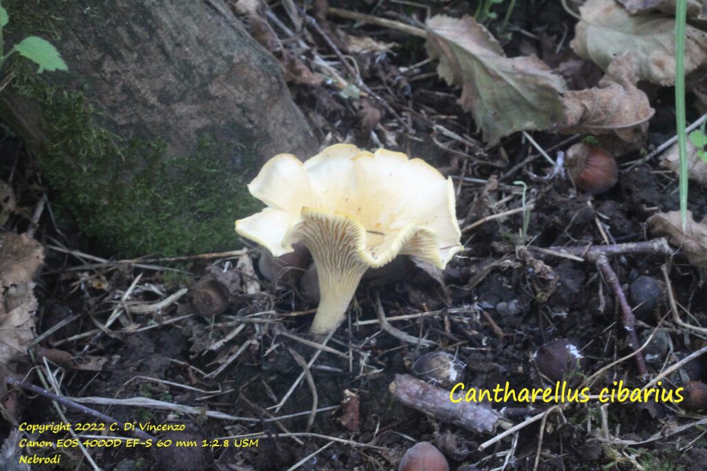 Cantharellus cibarius