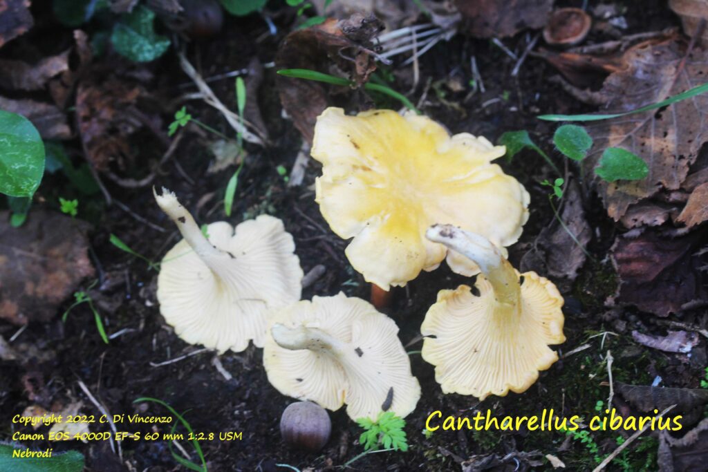 Cantharellus cibarius