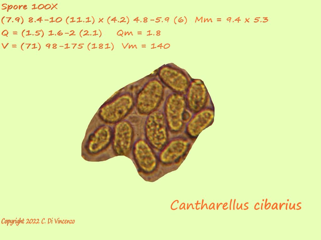 spore di Cantharellus cibarius