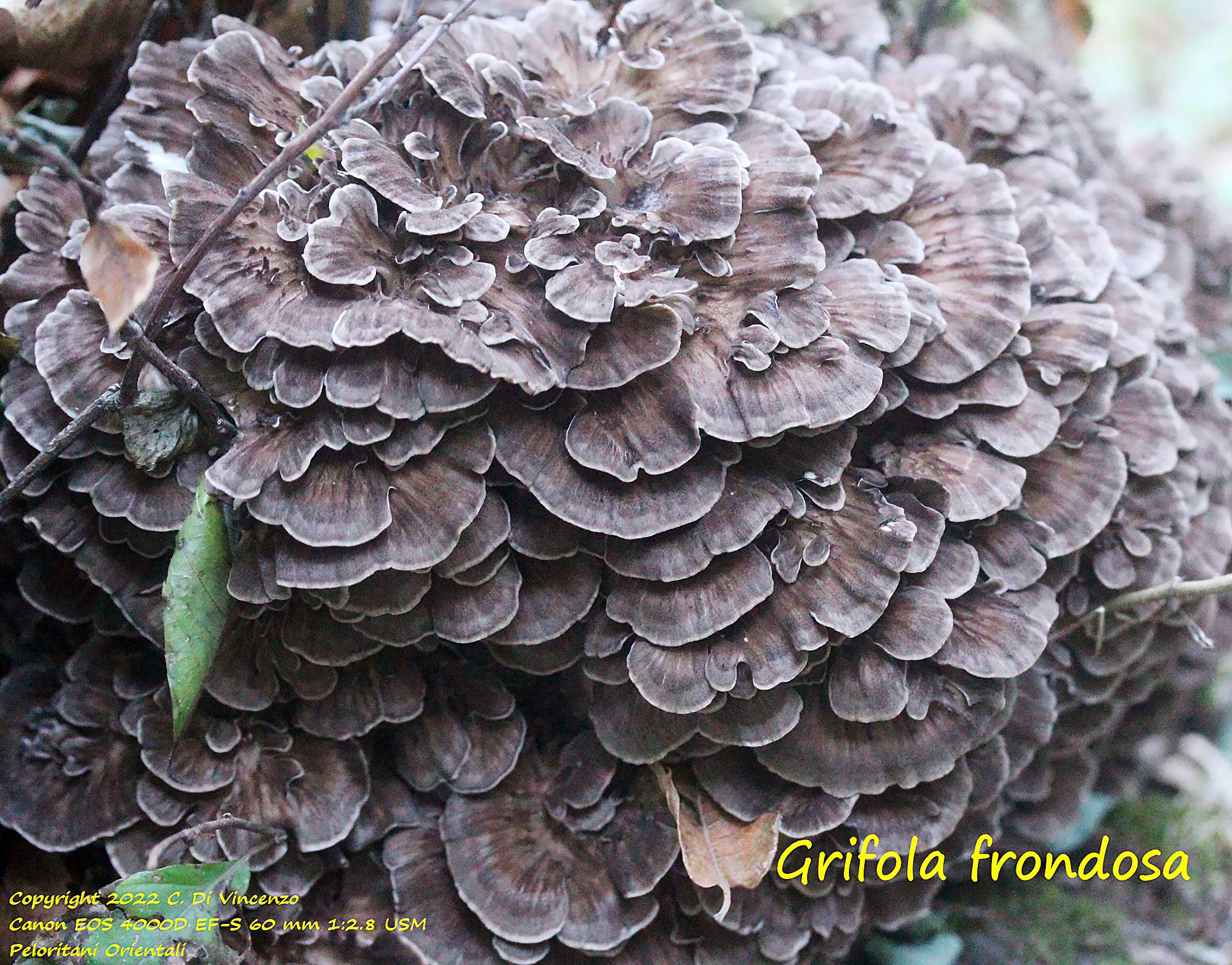 Grifola frondosa Sui funghi e sulle piante