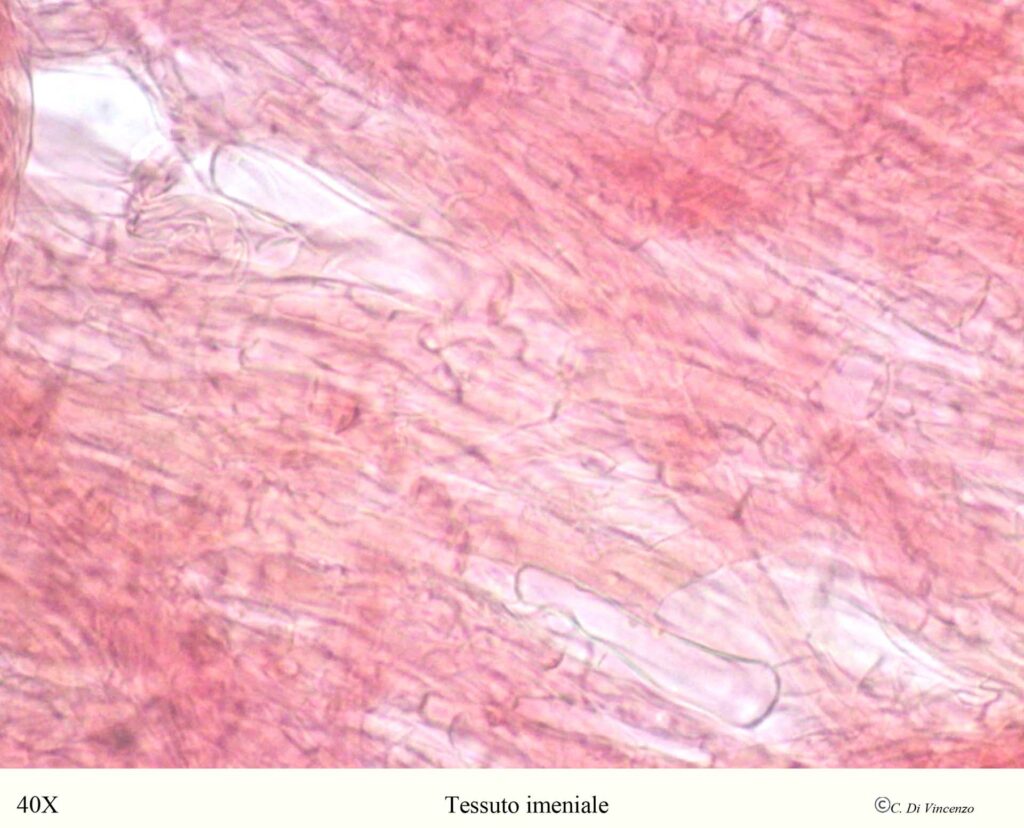 Grifola frondosa  tessuto imeniale