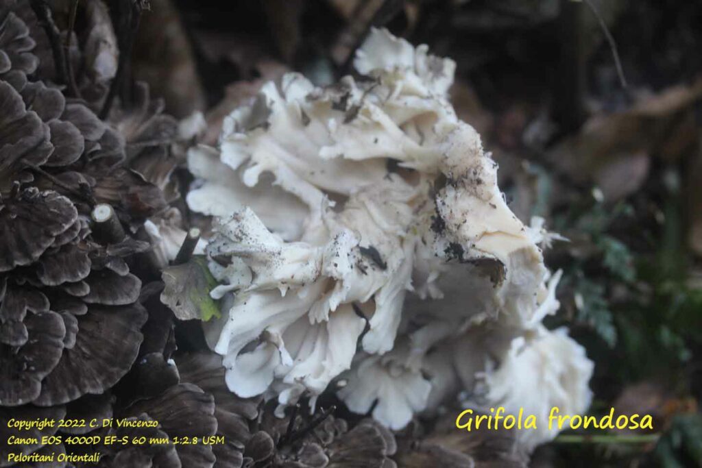 Grifola frondosa Sui funghi e sulle piante