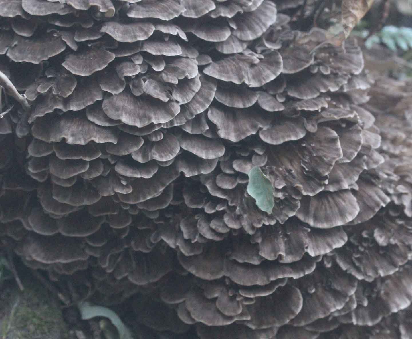 Grifola frondosa Sui funghi e sulle piante