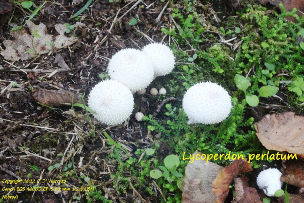 lycoperdon perlatum