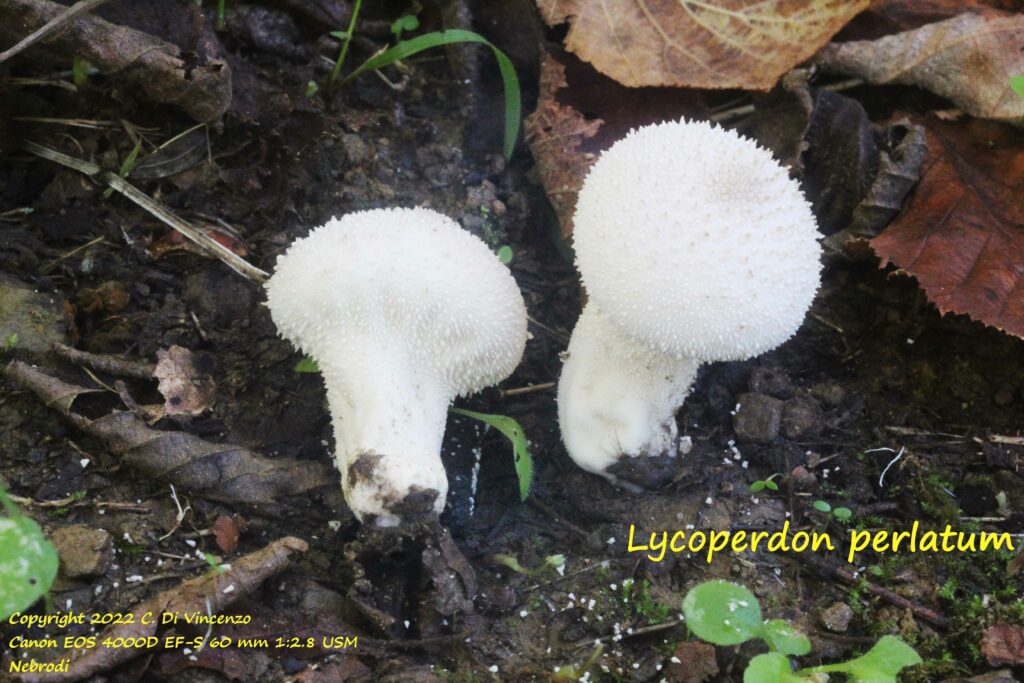 lycoperdon perlatum