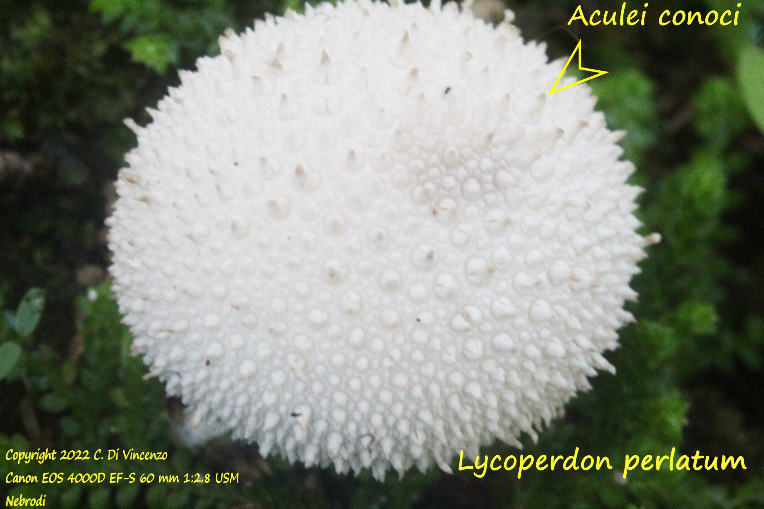 lycoperdon perlatum dettaglio aculei conoci