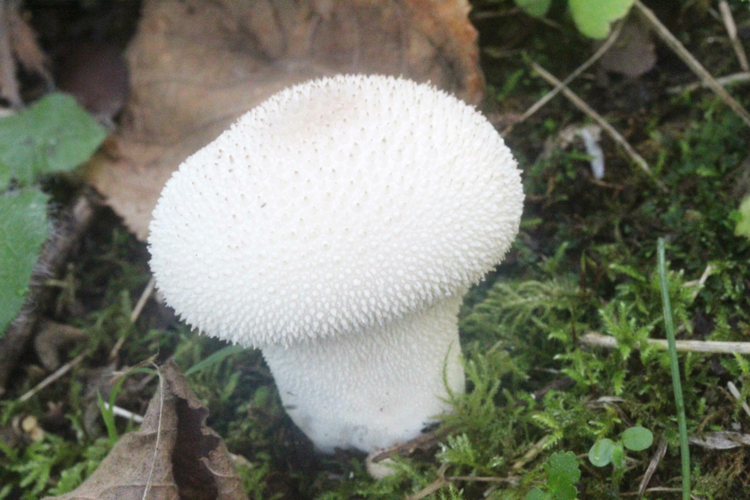 lycoperdon perlatum