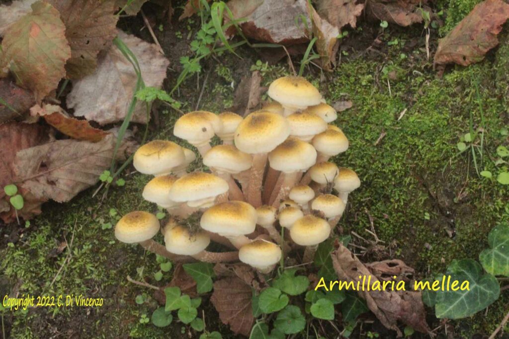 Armillaria mellea