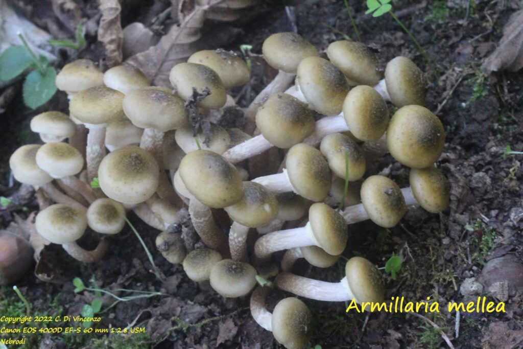 Armillaria mellea