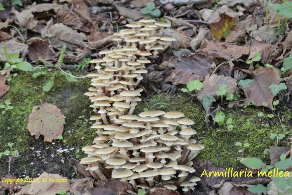 Armillaria mellea