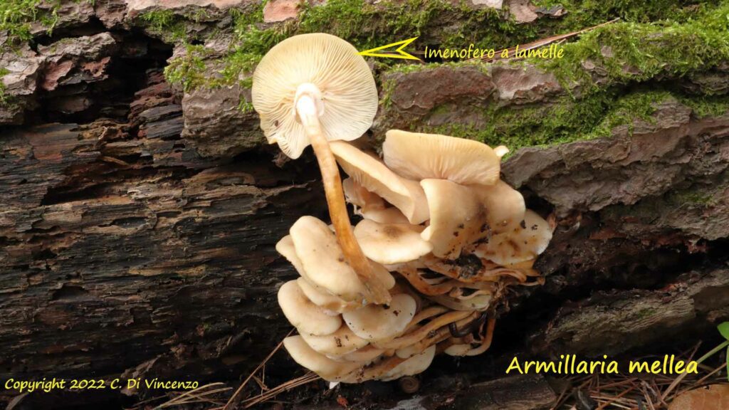 Armillaria mellea