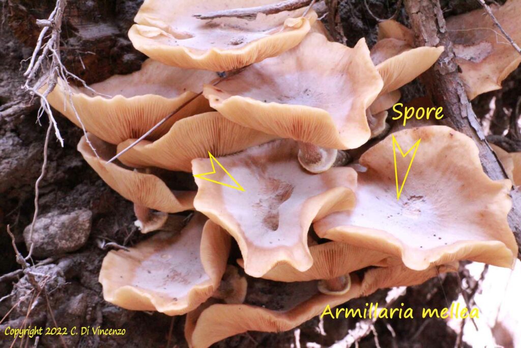 Armillaria mellea