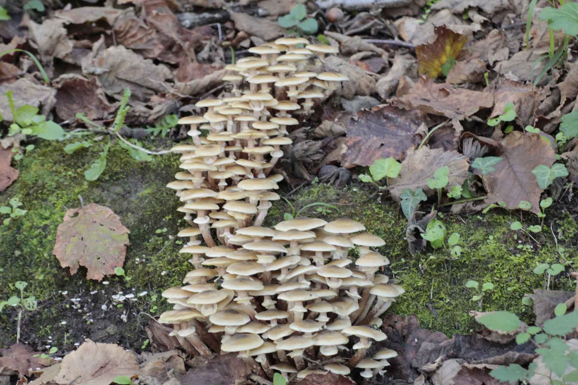 Armillaria mellea