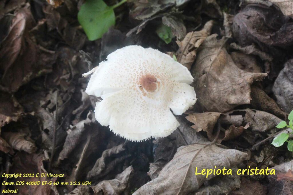 Lepiota cristata