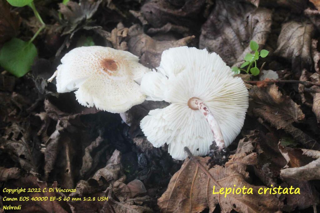 Lepiota cristata