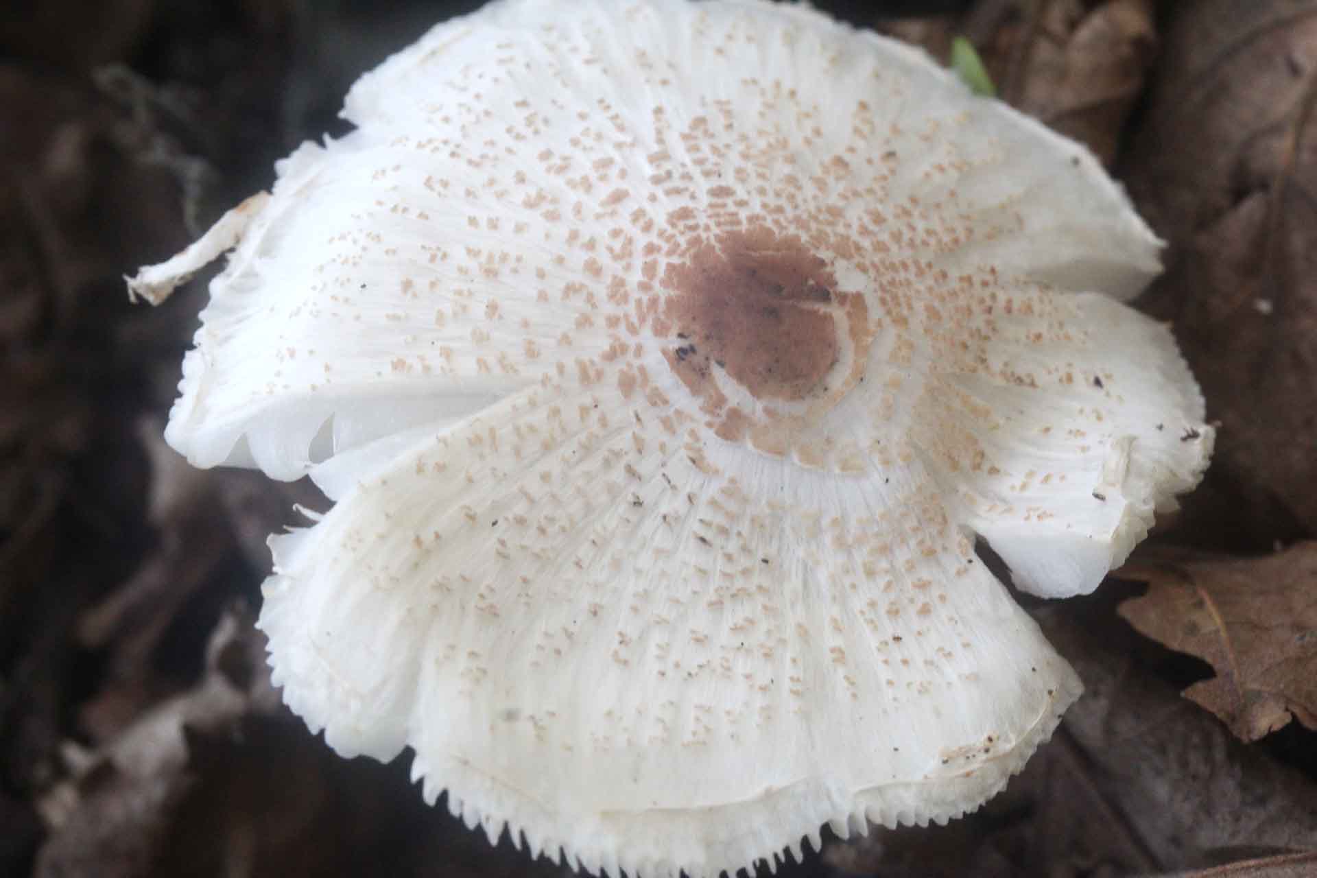 Lepiota cristata