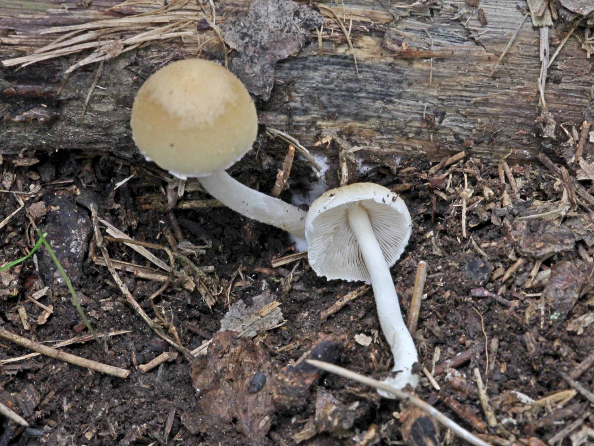 Psathyrella piluliformis (Bull.) PD Orton 1969