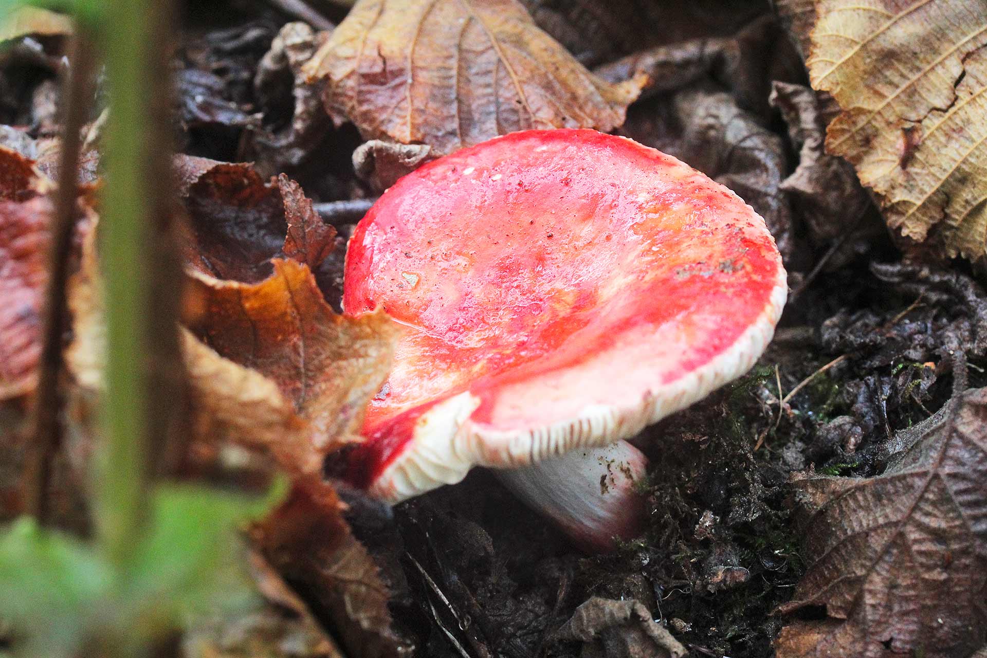 Russula Lepida