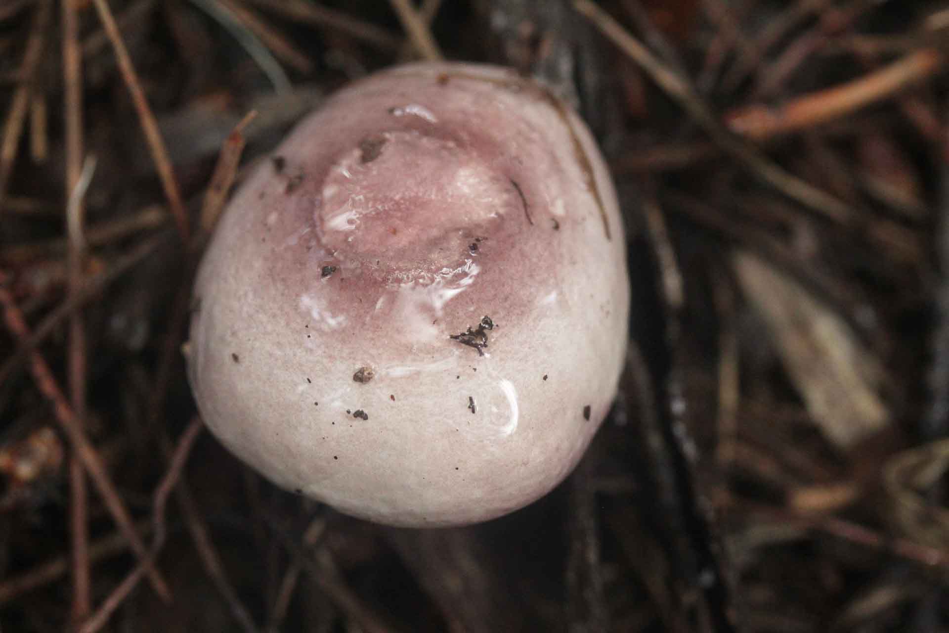 Russula lilacea