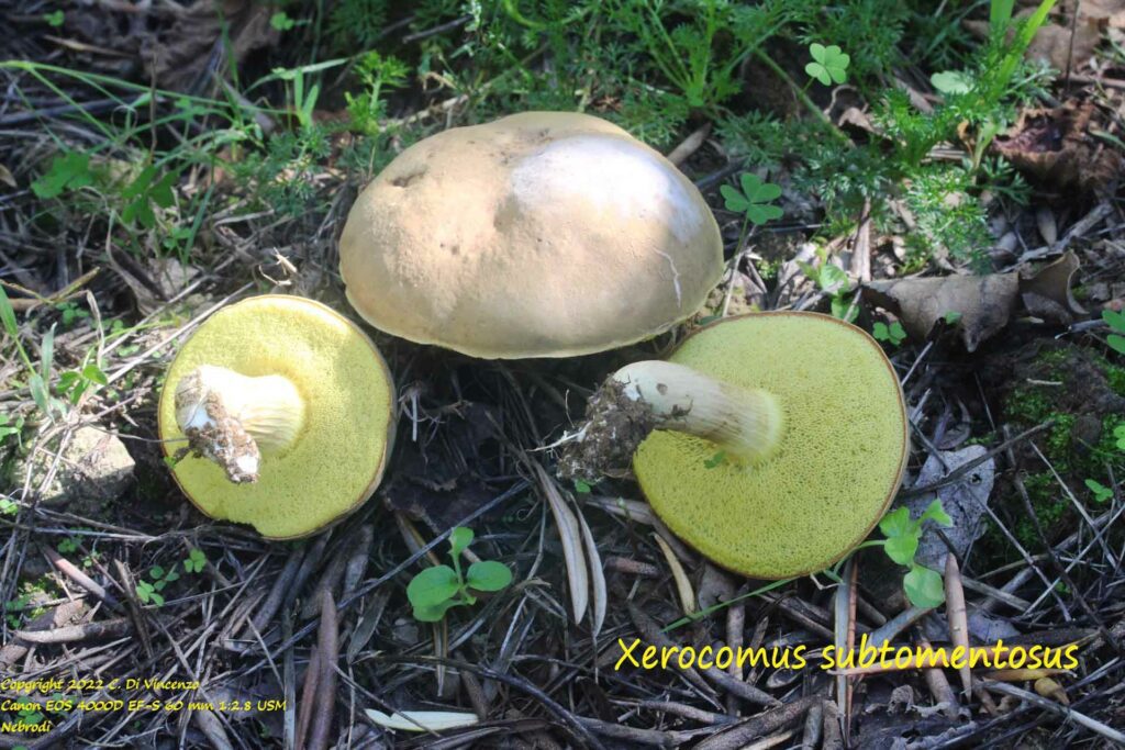 Xerocomus subtomentosus