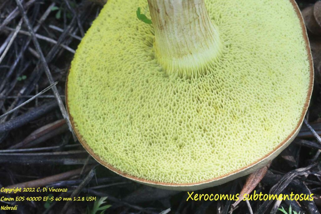 Xerocomus subtomentosus