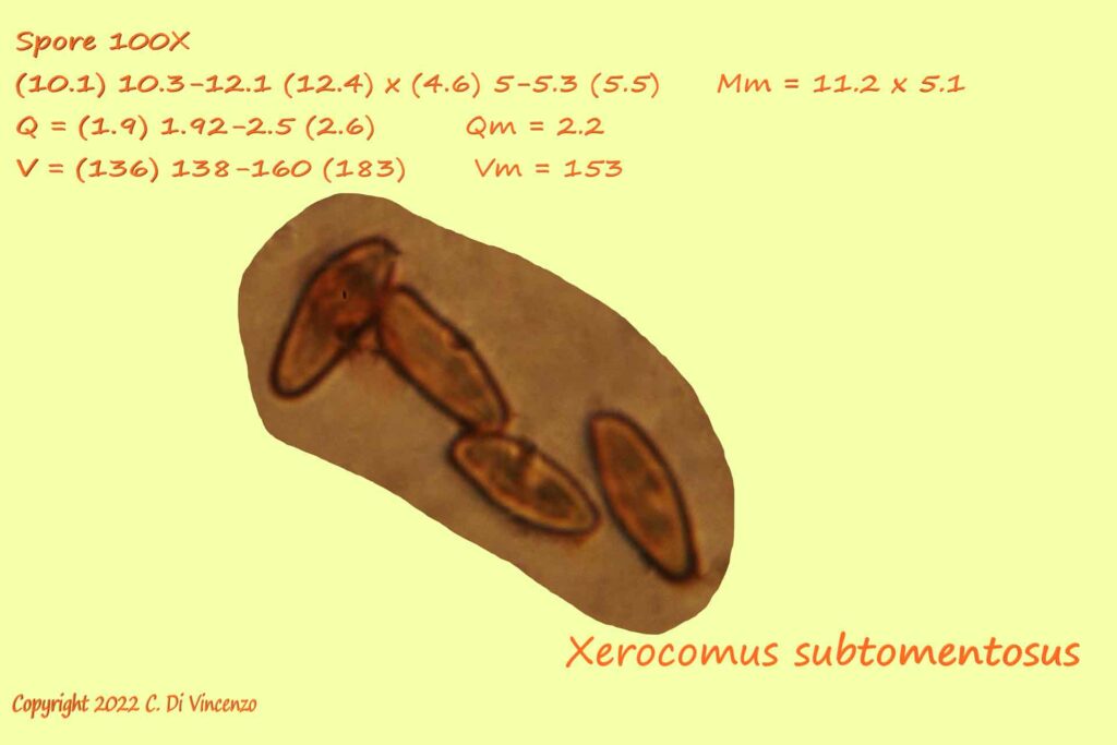 Xerocomus subtomentosus