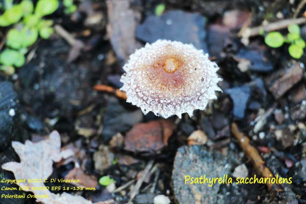 Psathyrella sacchariolens